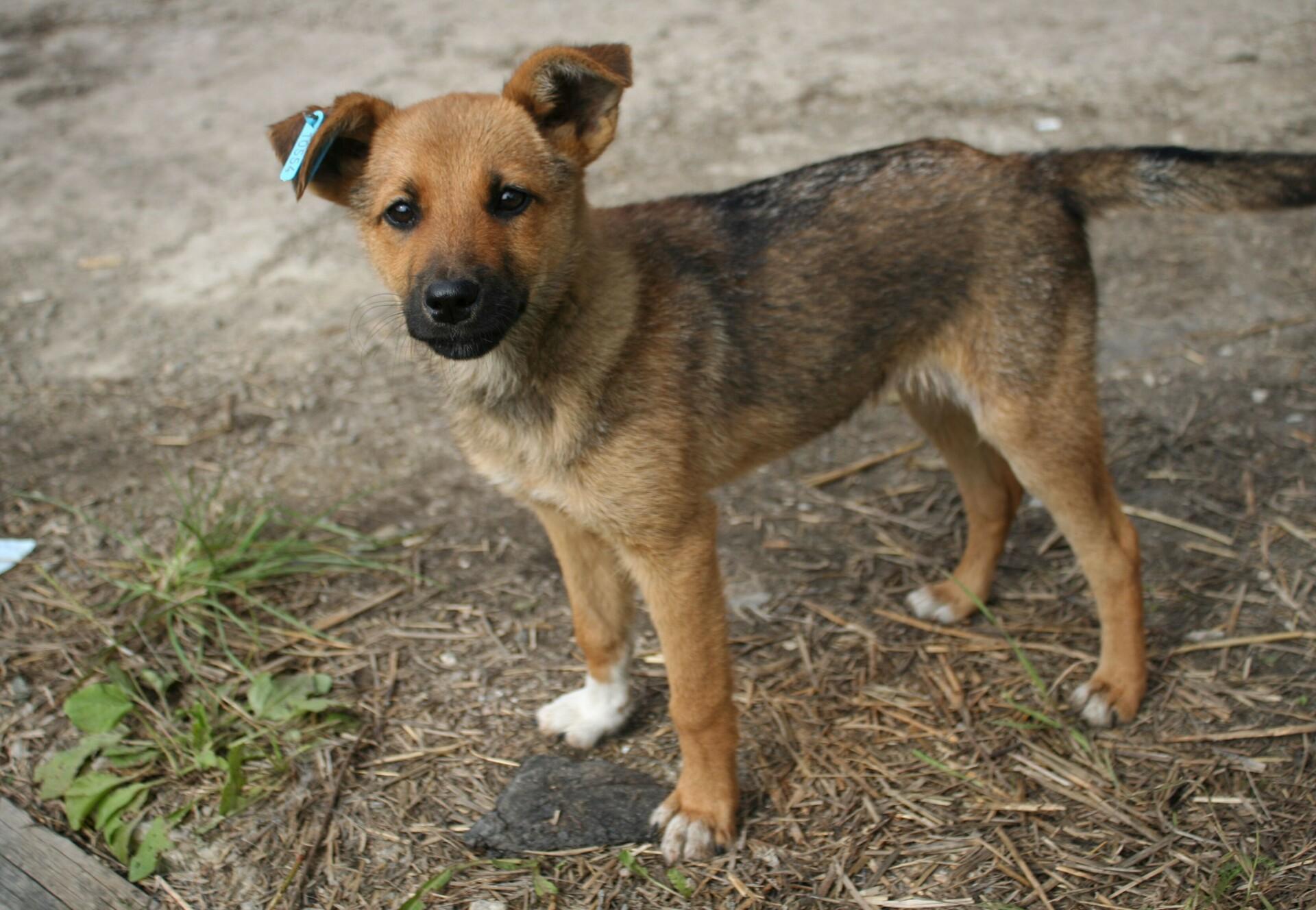 Stray Animal Care in Ukraine - FOUR PAWS International - Animal Welfare  Organisation