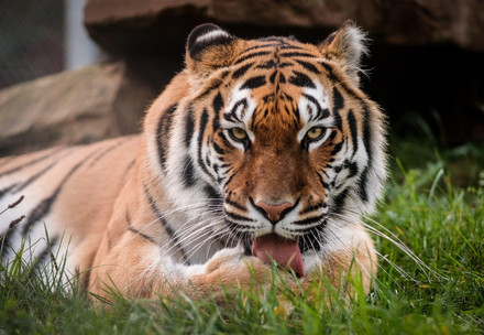 Tigerin Cara in der TIERART Wildtierstation von VIER PFOTEN