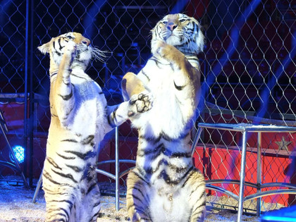 Tigers at a circus