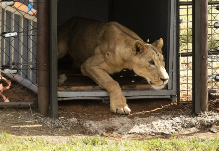 Rescued lioness at LIONSROCK Big Cat Sanctuary