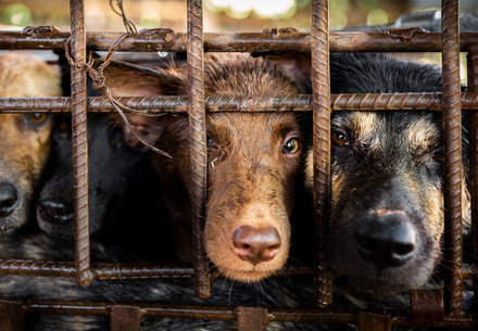 Dogs in a small cage awaiting slaughter