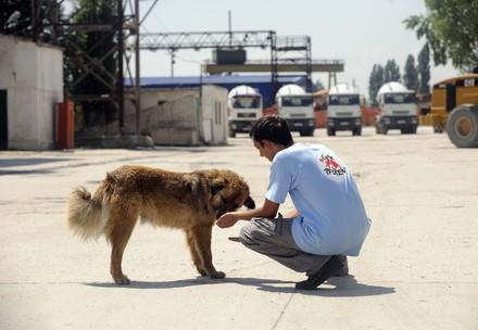 VIER PFOTEN Mitarbeiter betreut einen Streunerhund in Rumänien