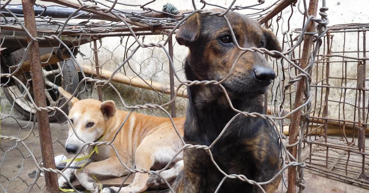Dog Meat Trade Indonesia - FOUR PAWS in US - Global Animal Protection  Organization