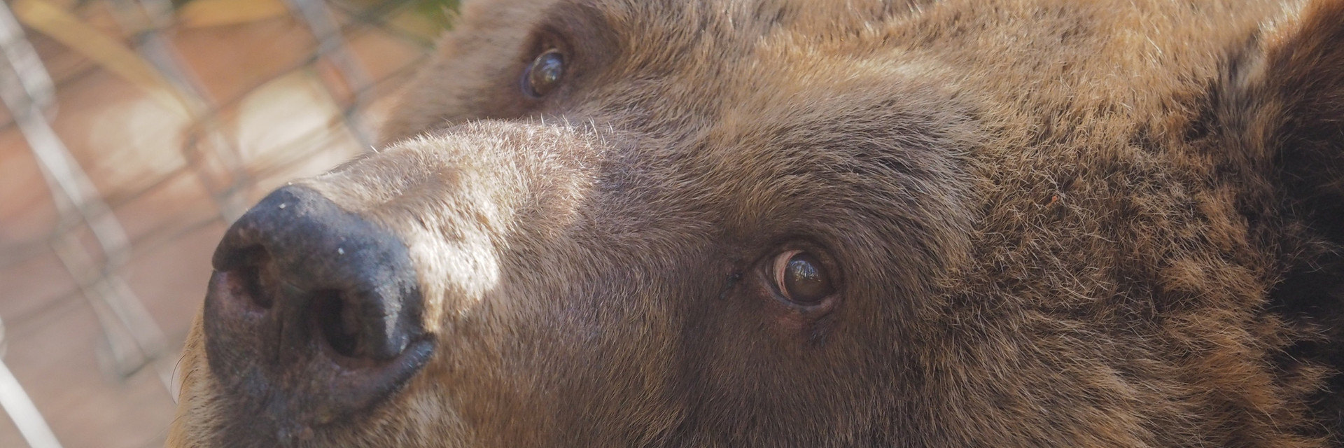 BEAR SANCTUARY Arbesbach - A Project of FOUR PAWS