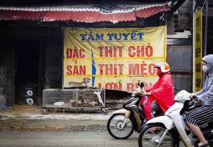 Dog and cat meat inn Southeast Asia