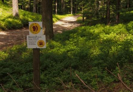 Experience nature on the bear trail