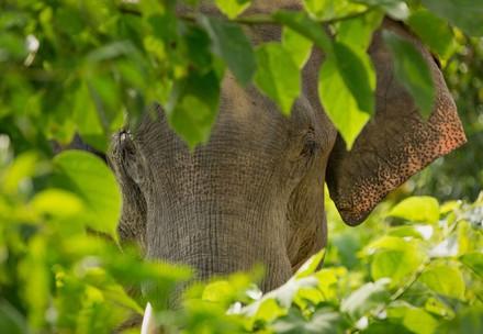 Elefant schaut durch Blätter in die Kamera