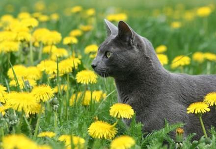 Graue Katze im hohen Gras