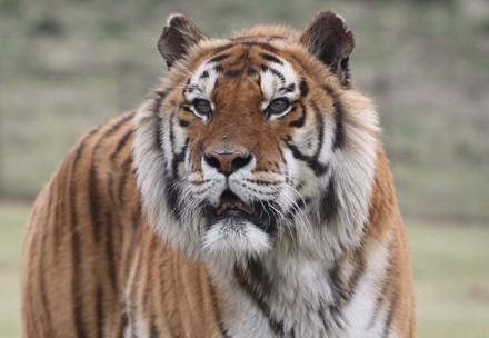 Tiger Caruso at LIONSROCK