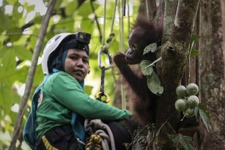 Pflegerin mit Orang-Utan auf dem Baum