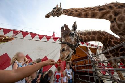 Giraffes in the circus