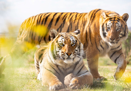 Tigers Shevar & Sharukh at LIONSROCK