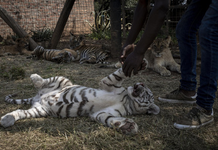 Petting of white tiger cub