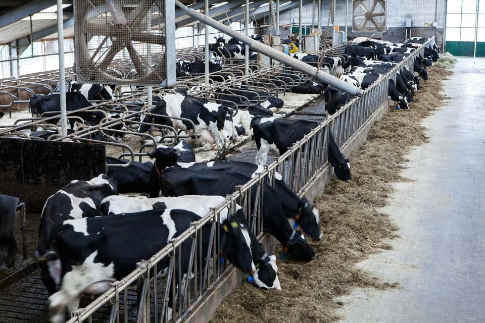 Milchkühe in konventioneller Landwirtschaft (c) Fred Dott | VIER PFOTEN