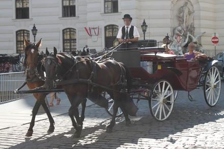 Fiaker Pferde in Wien