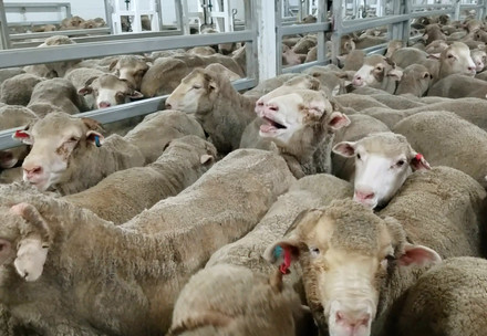 Sheep in live export