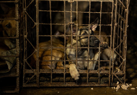 Indonesian Capital City Jakarta Bans Dog Meat Trade