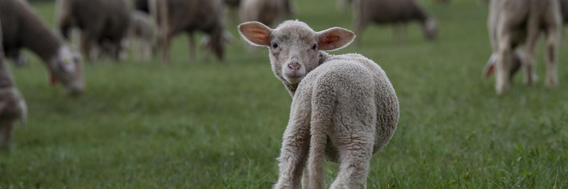 Lamb on a field