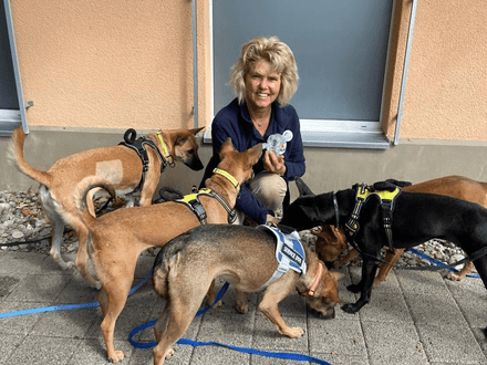 Dogs arrive from Cambodia to Switzerland