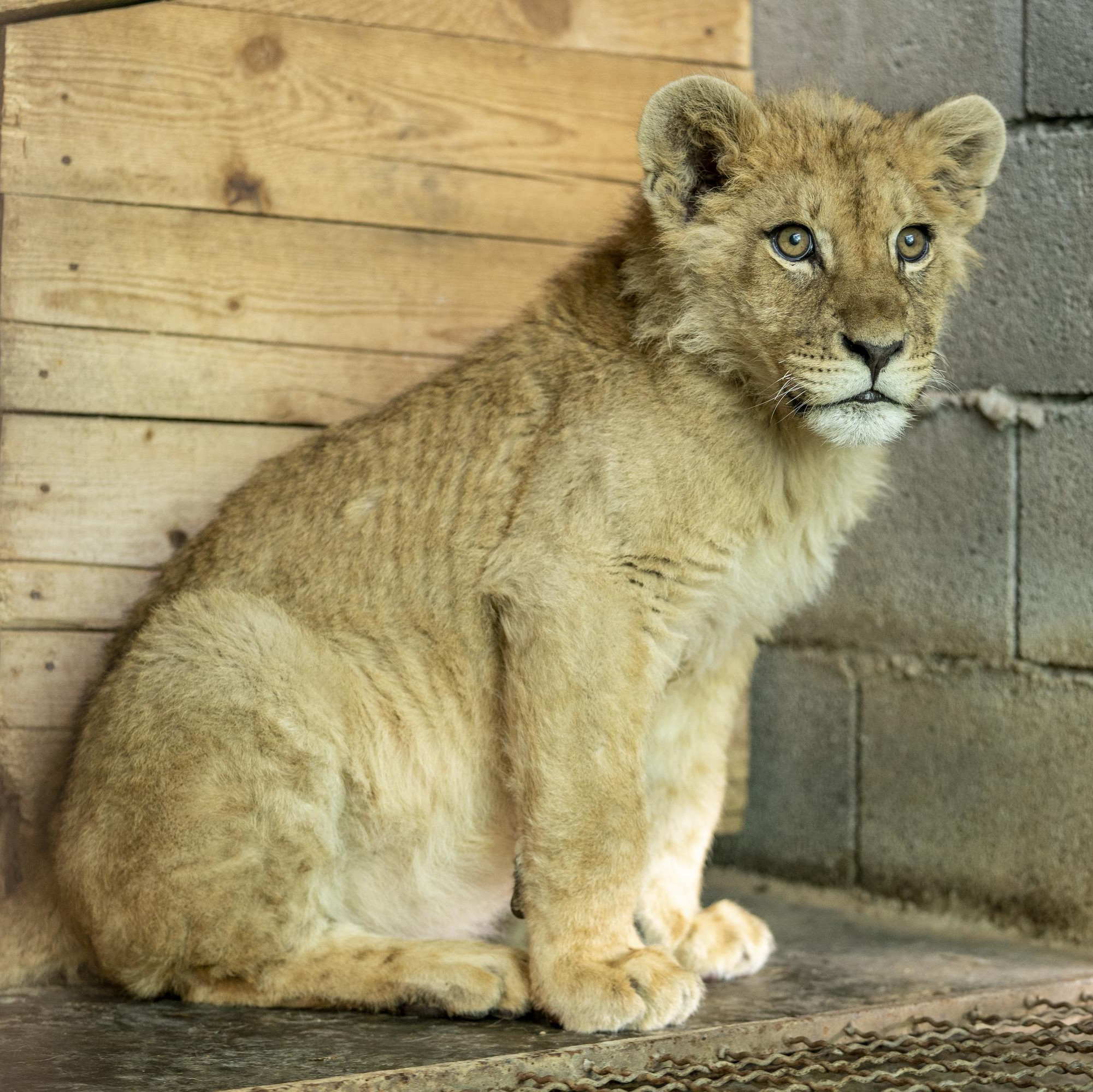 Lion cub Nikola in his temporary enclosure in Montenegro