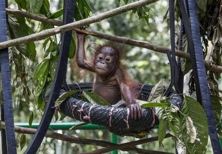 orangutan orphan on tree