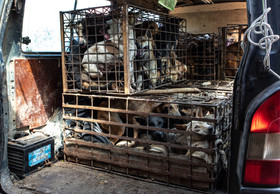 Ten Million Dogs and Cats Are Slaughtered for Their Meat in Southeast Asia Yearly