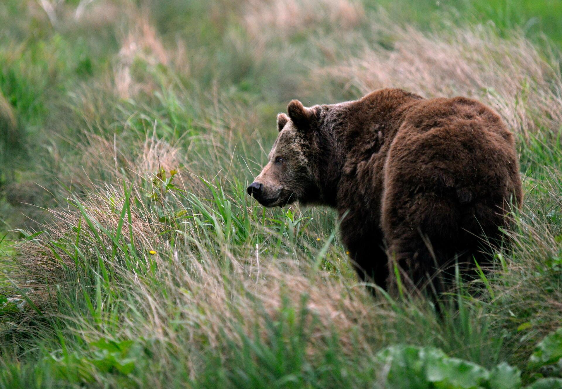 Bear in field at sanctuary