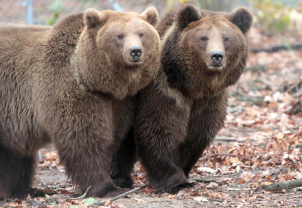  Bears Daschi and Leyla at BEAR SANCTUARY Domazhyr 