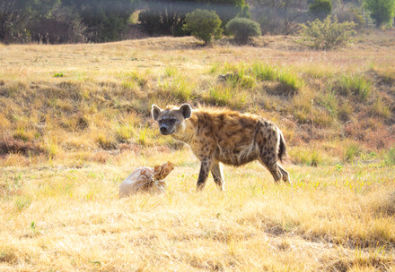 Hyena Phiri at LIONSROCK Big Cat Sanctuary, South Africa