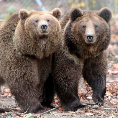 Two brown bears walking together