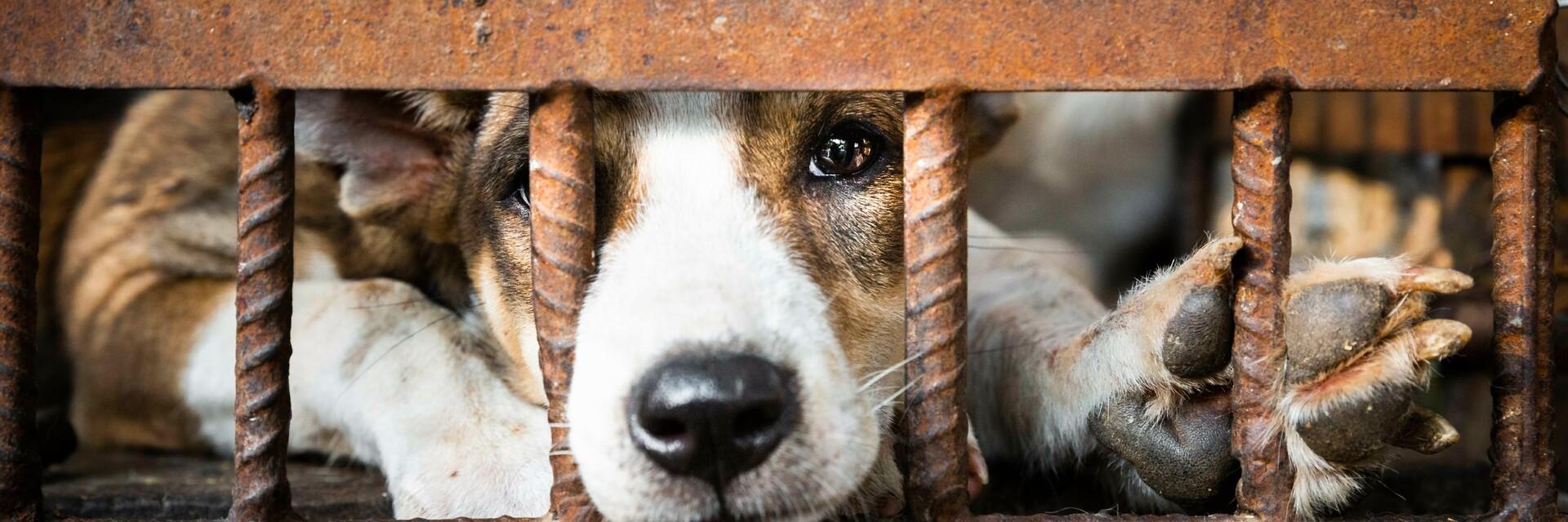 Un chien dans une cage destiné à être consommé